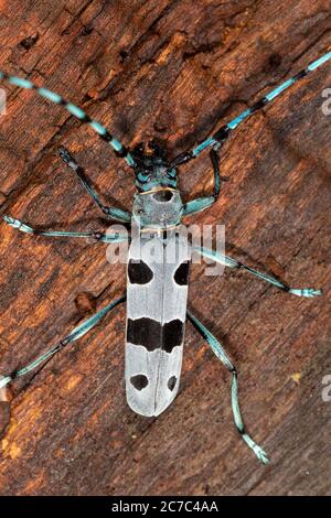 The close-up of the Rosalia longicorn (Rosalia alpina) or Alpine longhorn beetle Stock Photo