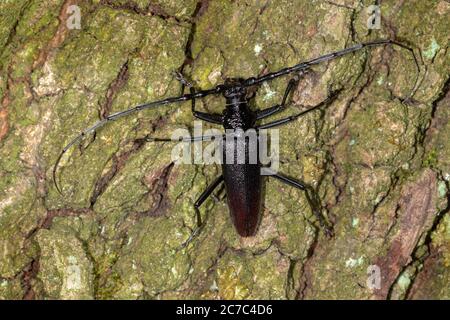 Cerambyx cerdo, the great capricorn beetle, on an oak tree bark Stock Photo