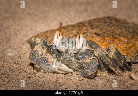 Brown seawater ghost crab (Ocypodinae) with big eyes on the beach, Nosy Komba, Madagascar Stock Photo