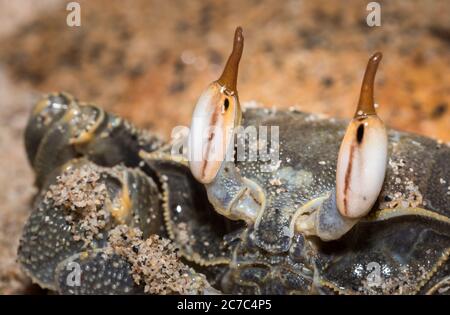 Brown seawater ghost crab (Ocypodinae) with big eyes on the beach, Nosy Komba, Madagascar Stock Photo