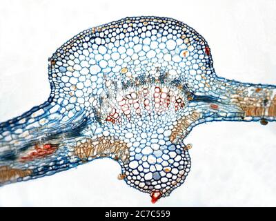 Photomicrography of cross section of cotton leaf. Gossypium sp. Stock Photo