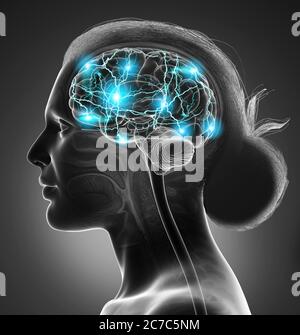 3d rendered, medically accurate illustration of a female active brain Stock Photo