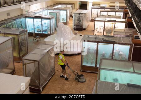 Ted Bartram of AP Pelosi sands the parquet floor in the Natural History Gallery at the Horniman Museum in London as they prepare to reopen their doors to the public on July 30th following the easing of lockdown restrictions in England. Stock Photo