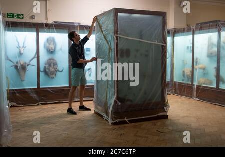 A member of staff adjusts protective coverings on a display case in the Natural History Gallery at the Horniman Museum in London as they prepare to reopen their doors to the public on July 30th following the easing of lockdown restrictions in England. Stock Photo