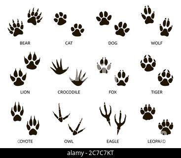 Predator footprint. Wild animals paw prints, cat, bear, tiger, fox and wolf footprints, predators foot marks silhouette vector illustration set Stock Vector
