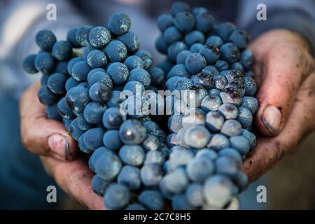 Black grapes in hand Stock Photo