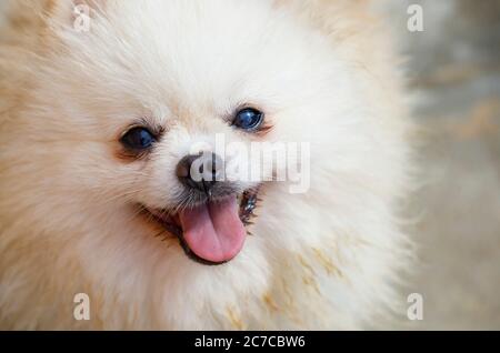 Beautiful portrait of Pomeranian Spitz