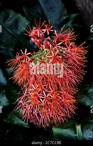 Vertical closeup shot of red flowers with small thin petals Stock Photo