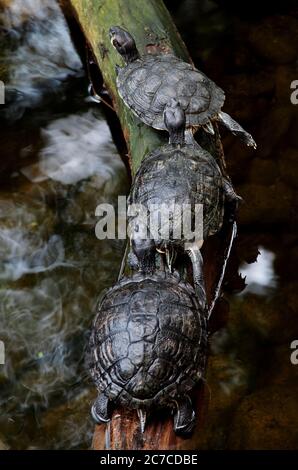 Vertical closeup shot of three red-eared turtles crawling on a branch Stock Photo