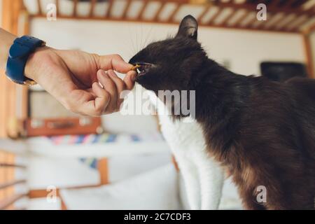 Domestic life with pet. Young man gives his cat meat snack. Stock Photo