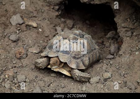 Closeup shot of a brown Asian forest tortoise Manouria emys resting near a rocky burrow Stock Photo