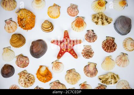 composition of exotic shells and starfish on a white background. fossils found in the sea depths of the oceans Stock Photo