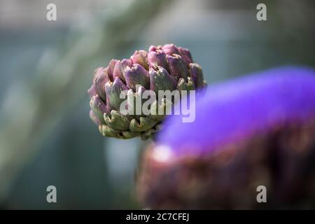 Cologne, Germany, 29.06.2020: purple artichoke Stock Photo