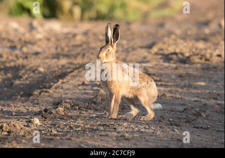 Young hare at Haddockstones, Harrogate, North Yorkshire Stock Photo