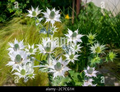 white blooms of an agave-leaved eryngo plant in a garden Stock Photo