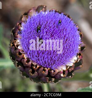 Cologne, Germany, 29.06.2020: purple artichoke Stock Photo