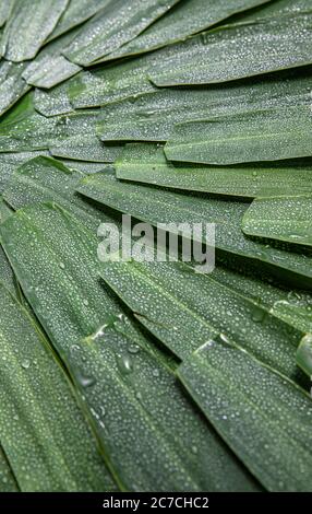 Reed leaves Stock Photo