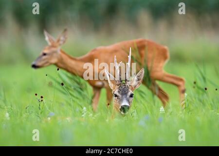 Pair of roe deer resting on meadow during the summer. Stock Photo