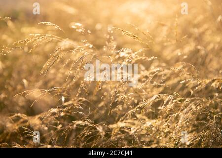 Selective soft focus of meadow dry grass, reeds, stalks blowing in the wind at golden sunset light. Summer time Stock Photo