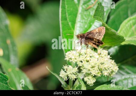 Brown skipper butterfly (Hesperiidae) sitting resting on a green leaf, Ishasha, Uganda, Africa Stock Photo