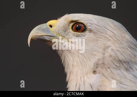 Glimmering Eyes- Close-up portrait of Brahminy Kite Stock Photo