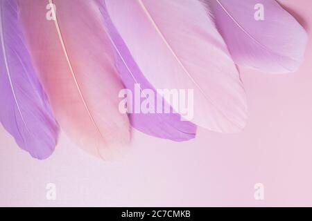 Pastel colored feathers on pink background. Stock Photo