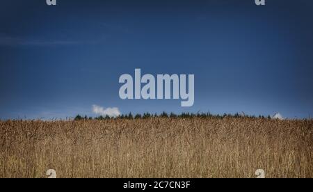 Beautiful shot of a dry grassy field with trees in the distance under a clear blue sky Stock Photo