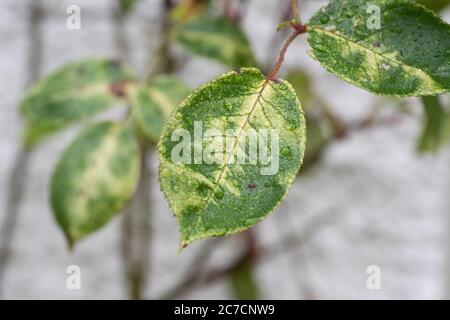 Pale mottling to the upper side of 'Golden Showers' climbing rose leaves caused by rose leafhoppers - Edwarsiana rosae - sucking sap - Scotland, UK Stock Photo
