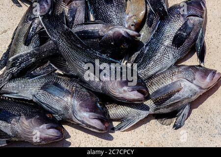 Photograph of freshly caught Atlantic black sea bass on the deck of a boat Stock Photo