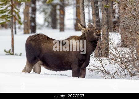 Moose (Alces alces) eating twigs in the snow, Lamar valley, Yellowstone National Park, Wyoming, USA. Stock Photo