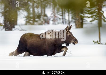 Moose (Alces alces) walking in the snow, Lamar valley, Yellowstone National Park, Wyoming, USA. Stock Photo