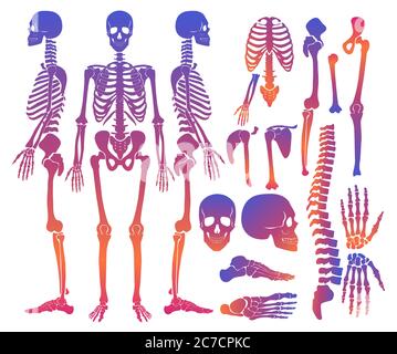 Human bones skeleton silhouette collection set. gradient bright color high detailed vector illustration Stock Vector