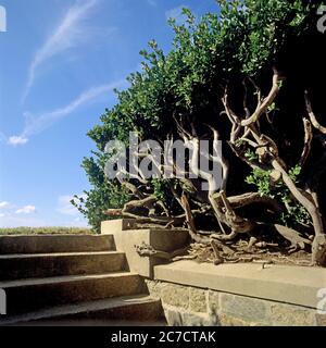 Image of a stone staircase and vegetation, France Stock Photo