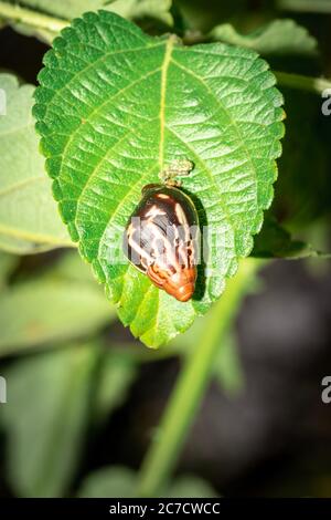 Brown and black spiral snail shell lying on a green leaf, Ishasha, Uganda Stock Photo