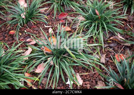 Liriope muscari evergreen plants in a flowerbed Stock Photo