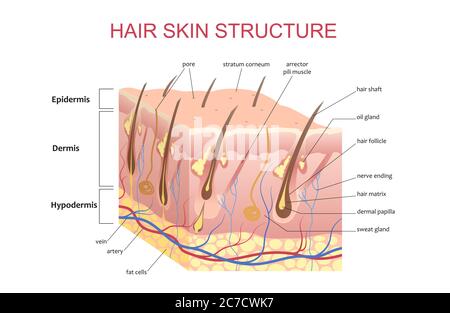 3D structure of the hair skin scalp, anatomical education infographic information poster vector illustration Stock Vector