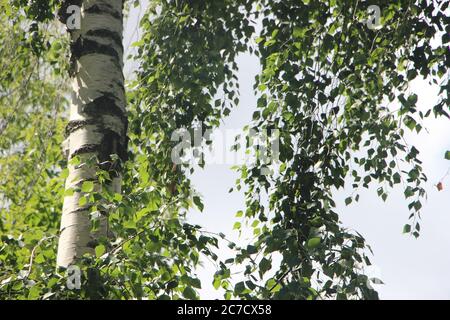 Beautiful birch tree with white birch bark in birch grove with green leaves Stock Photo