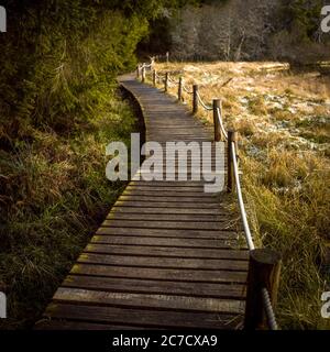 Winding wooden walkway through lush greenery and golden grasses in a serene natural setting, Puy de Dome, Auvergne Rhone Alpes, France Stock Photo