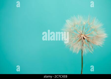 Beautiful dandelion seeds of dandelion flower on blue background Stock Photo