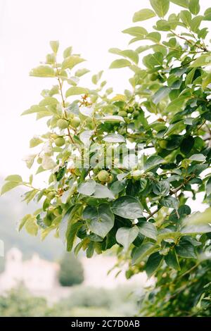 Green persimmon fruit on the branches of the tree. Stock Photo