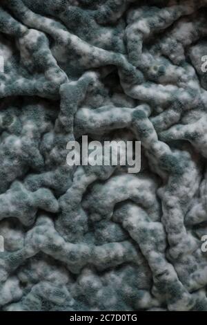 Masses of colonies of penicillin, Pencillium chrysogenum, covered the surface in large petri dish joined up forming a convoluted sheet covering crus Stock Photo