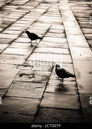 Pigeons walking on wet stone pavement in Piazza San Marco, Venice during a cloudy day Venice, Italy, Europe Stock Photo