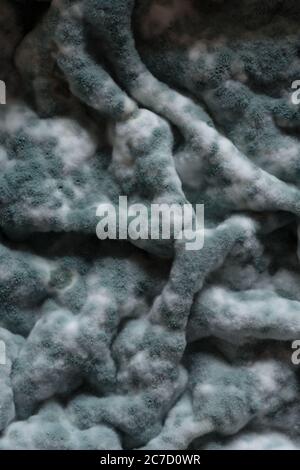 Masses of colonies of penicillin, Pencillium chrysogenu, covered the surface in large petri dish joined up forming a convoluted sheet covering crust Stock Photo