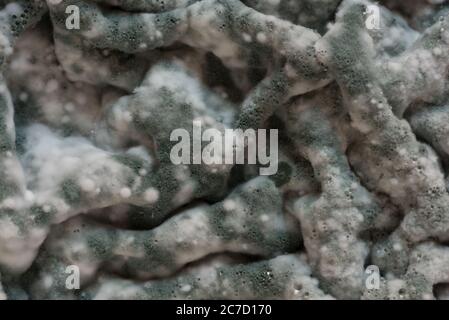 Masses of colonies of penicillin, Pencillium chrysogenum, covered the surface in large petri dish joined up forming a convoluted sheet covering crus Stock Photo