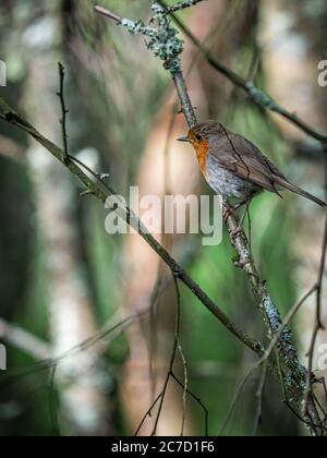 A robin, erithacus rubecula, sitting perched on a branch in a garden bush in Scotland Stock Photo