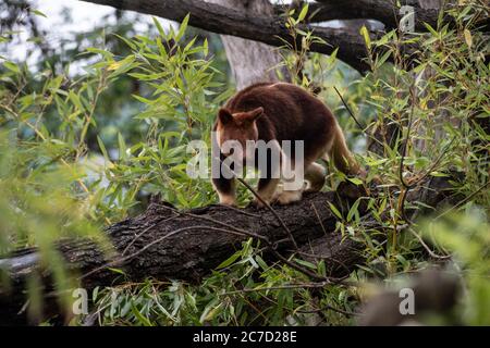 Berlin, Germany. 15th July, 2020. A tree-kangaroo climbs around on a tree trunk in the Alfred-Brehm-Haus in the Berlin Zoo. After two years of renovation, the renovated Alfred-Brehm-Haus in Berlin Zoo opens its doors to visitors. Tree kangaroos live in rainforests. Credit: Paul Zinken/dpa-Zentralbild/dpa - ATTENTION: This photo has already been sent by dpa via radio/dpa/Alamy Live News Stock Photo