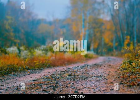 The road passing through dark mystical atmosphere park. Mysterious fairy forest in a fog. Foggy autumn forest. Autumn dark forest with rural road Stock Photo