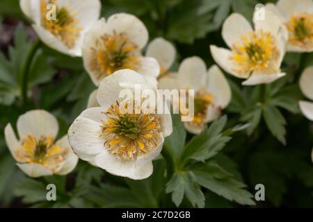 American globeflowers in Wyoming's Snowy Range. Stock Photo