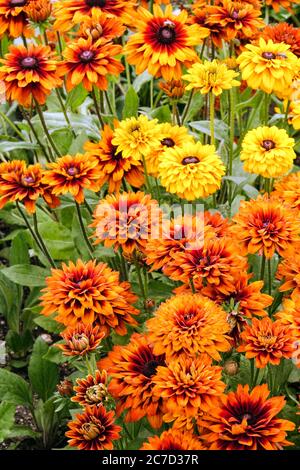 Rudbeckias Cherokee Sunset and Rudbeckia Maya Stock Photo