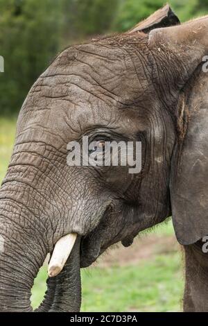 Side view close up of young African elephant (Loxodonta africana) isolated outdoors at West Midland Safari Park, UK. Animal eye detail. Stock Photo